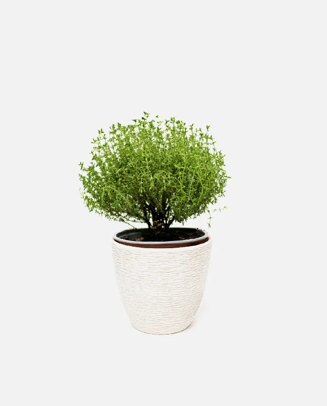 Simple vases for modern floral home decor -Pot with plant Dawn